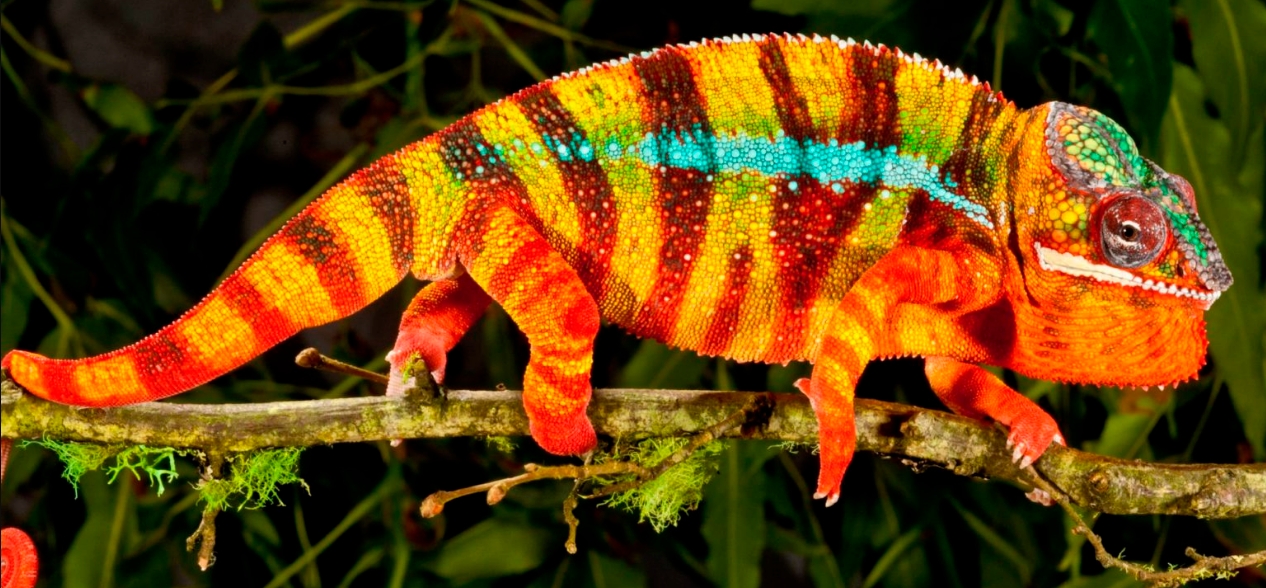 Jak vypadá chameleon?